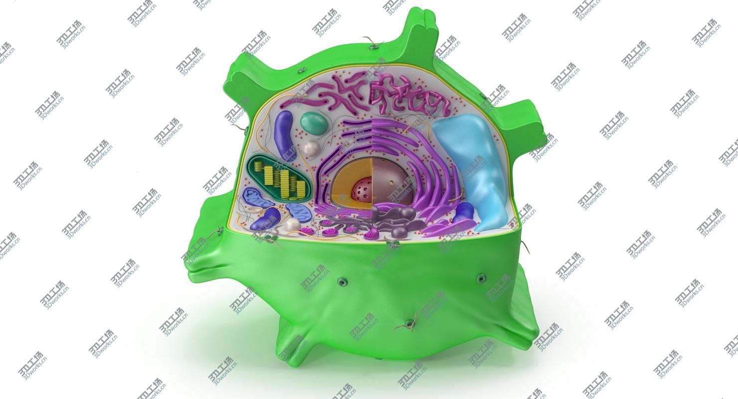images/goods_img/202105071/Plant Cell/4.jpg